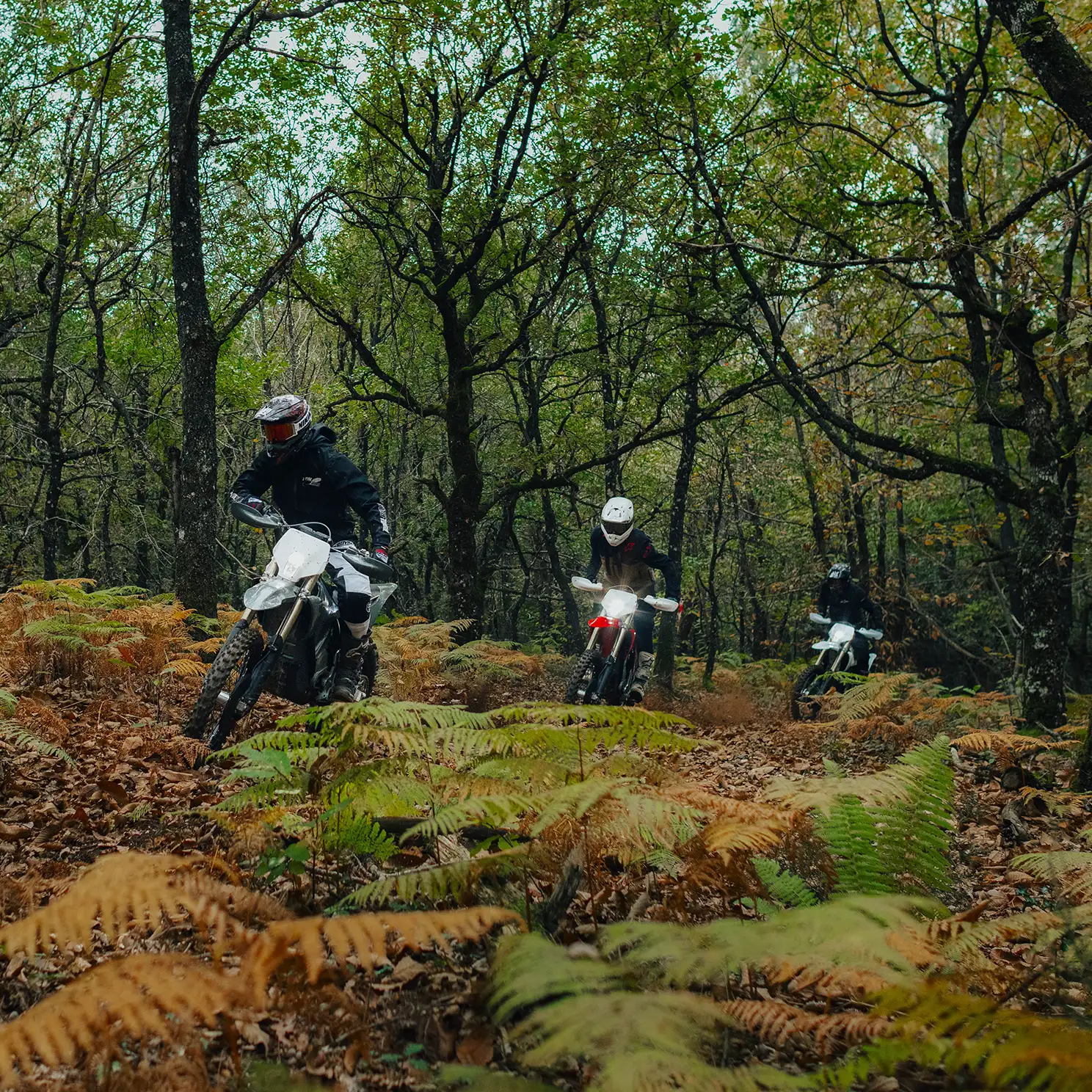 Three riders on electric off-road bikes climbing a leafy forest trail in autumn.